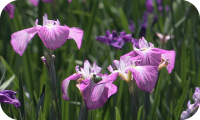 ハナショウブ(花菖蒲)